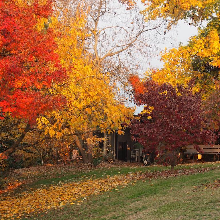 Forest Lodge Chalets Bright Esterno foto